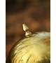 Roman helmet - Coolus 'D'