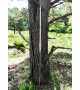 Roman Pilum with Wooden Shaft, 215 cm