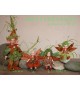 Elf doll: Rush