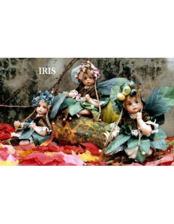 Iris Fairy