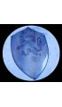 Rampant lion shield